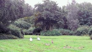 un grupo de gansos parados en un campo de hierba en No.9, en Tettenhall
