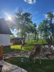 two deer grazing in the grass in a yard at Apartment Dado in Slunj