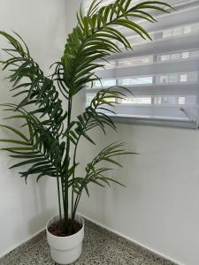 a green plant in a white pot sitting on a counter at Sweet Home in Carolina +1 photo