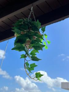 a plant hanging from awning with the sky in the background at Sweet Home in Carolina