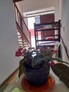 a potted plant sitting on a table in a room at Apartaestudio cerca a parque Zapatoca in Zapatoca