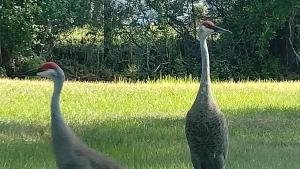 two birds standing in a field of grass at Travel Nurses Delight in De Land