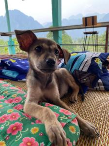 um pequeno cão castanho deitado numa cama em Blue Sunset Hostel em Vang Vieng