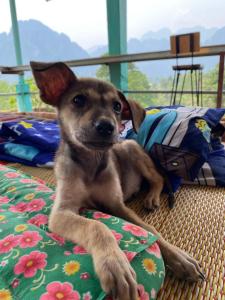 un pequeño perro marrón tirado en una cama en Blue Sunset Hostel en Vang Vieng