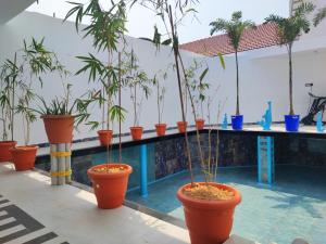 une rangée d'arbres en pot en pots à côté d'une piscine dans l'établissement Maha Periyava Kuteeram, à Kumbakonam