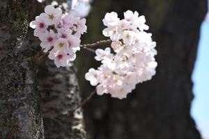 Foto sihtkohas Kanazawa asuva majutusasutuse Japanese Machiya kanazawa private villa Asanogawa galeriist