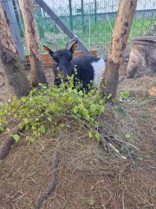 Vonkajšia záhrada v ubytovaní Domek Adam - Kozy
