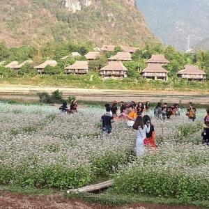 grupa ludzi stojących na polu kwiatów w obiekcie Nhà nghỉ 28 - Homestay Biên Thùy, Bản Lác, Mai Châu, Hòa Bình w mieście Mai Châu