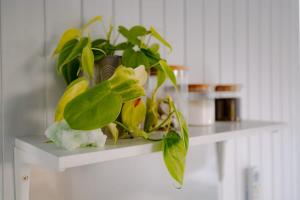 a plant sitting on top of a white shelf at Rimu View 2 by Tiny Away in Hokitika