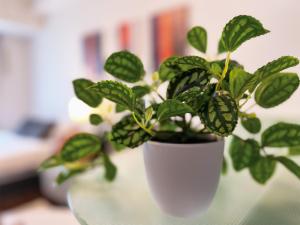 a green plant in a white vase on a table at OUCHI HOTEL Hatchobori in Hiroshima