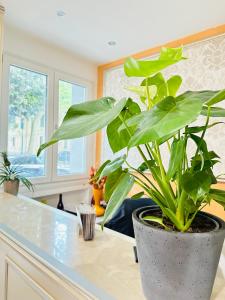 a potted plant sitting on a kitchen counter at Dream Hub in Mestre