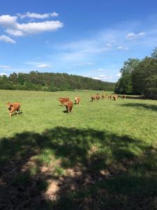 una manada de vacas pastando en un campo de hierba en Schwabenhof Ferienwohnung I, en Leutershausen