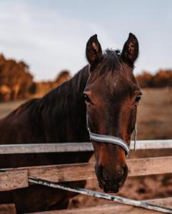 a brown horse standing next to a wooden fence at Schwabenhof Ferienwohnung II in Leutershausen