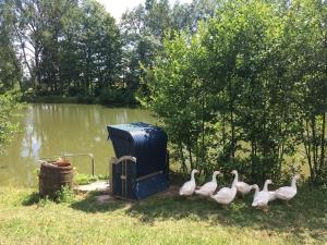 eine Gruppe weißer Enten, die neben einem Wasserkörper stehen in der Unterkunft Schwabenhof Ferienwohnung II in Leutershausen