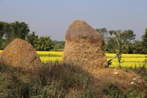 due grandi pile di fieno in un campo di Tharu COOP Homestay in Sauraha -Chitwan a Sauraha