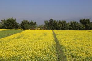 un campo de flores amarillas con árboles en el fondo en Tharu COOP Homestay in Sauraha, Kathar :Chitwan, en Sauraha