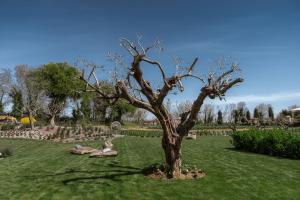 a tree sitting in the middle of a field at Luxury Villa Mei - SPA, Pool & Jacuzzi in Civitanova Marche +21 photos