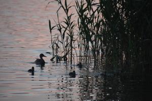 Gallery image of Willa w Piszu in Pisz