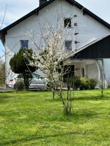 a tree in a yard in front of a building at Familienfreundliche Ferienwohnung für 6 Personen in Lutzerath