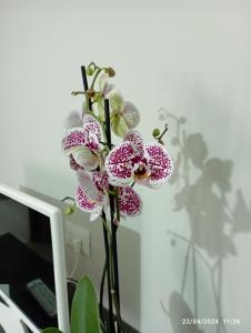 a purple and white flower in a vase on a desk at La casa sul poggio in Lubriano