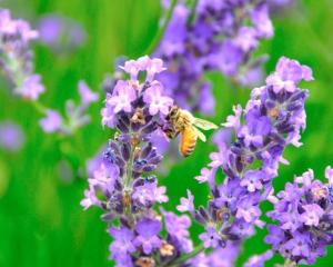 a bee is sitting on a purple flower at Sapporo Grand Hotel in Sapporo