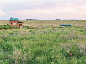 a deer in the middle of a field at Wild Wetlands Lodge in Ituzaingó