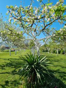 a tree in a park with a plant at Apartment Rosandić in Smoljanac