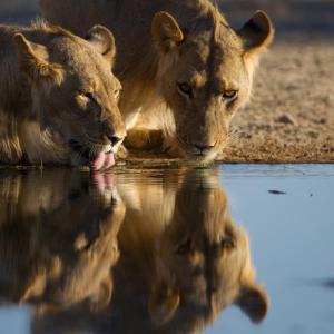 two lions drinking water from a watering hole at Kruger Untamed - Satara Plains Camp 