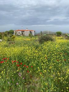 a field of flowers in front of a house at Adayel Bagevi & Butik Otel in Bozcaada