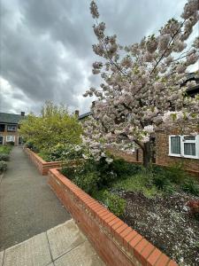 a flowering tree in front of a brick building at Central London, Free Parking in London