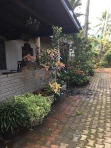 a group of plants sitting outside of a house at Maliga inn in Gampola