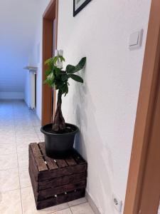 une plante en pot assise sur un support en bois dans un couloir dans l'établissement Casa Italia, à Oberasbach