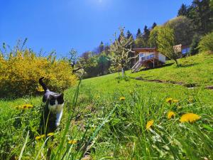 un gato blanco y negro caminando en un campo de hierba en Rainbow Chalet, en Bran