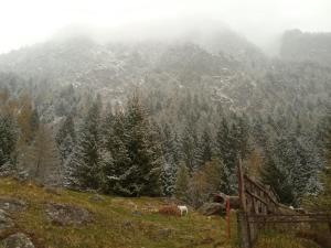a view of a mountain with trees on a hill at Stella Alpina Fabrezza in Saviore dellʼAdamello