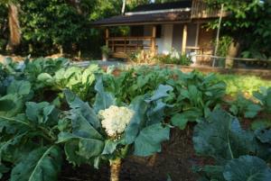 um jardim com um monte de vegetais no quintal em Thong Tiny House em Phatthalung