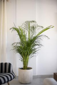 een plant in een witte pot zittend op een tafel bij Conte Marco in Mesongi +17 foto's