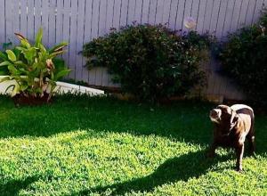 a dog standing in the grass in a yard at Moffat Beach Coastal Contemporary Unit B in Caloundra