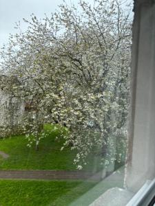 una ventana con vistas a un árbol con flores blancas en Dumfries Apartment 2, en Dumfries