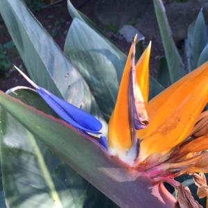 a close up of aicolored flower at Hôtel Paradis in Bormes-les-Mimosas