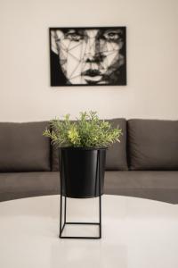Gallery image of Fox Apartment in Gevgelija
