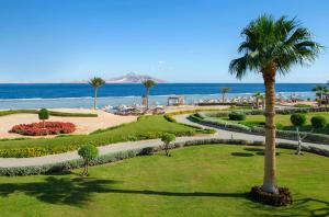 Charmillion Club Resort في شرم الشيخ: حديقة بها نخلة والشاطئ