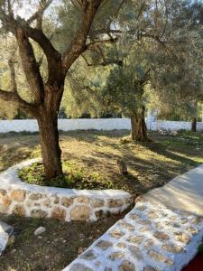 two trees in a park with a stone sidewalk at Helios Beach House in Mikros Gialos +25 photos