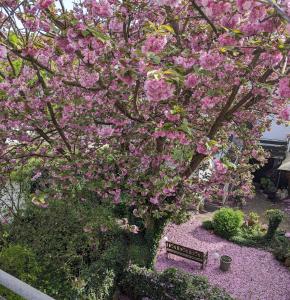 uma árvore coberta de flores cor-de-rosa ao lado de um banco em Traumschönes Fachwerk in Hamelns Altstadt em Hameln