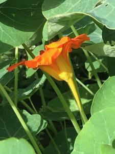 una flor amarilla y naranja con hojas verdes en Homestay Norwich en Norwich