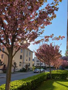 zwei Bäume mit rosa Blumen auf einer Straße in der Unterkunft Briskeby Bliss in Oslo