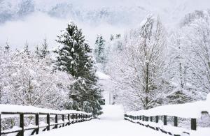 a snow covered yard with trees and a fence at Villa & SPA 4Temporadas - Plaiul Foii in Zărneşti