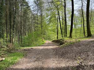 un chemin de terre au milieu d'une forêt dans l'établissement Hotel Gästehaus Sonne, à Sinsheim