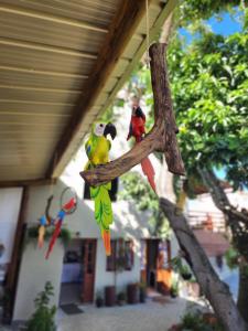 Dois pássaros empoleirados num galho de árvore em Pousada Canto do Sabiá em Piúma