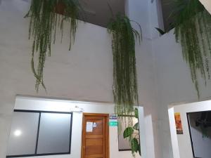 Hospedaje Fenix في كوينكا: غرفة بها بعض النباتات المعلقة من السقف