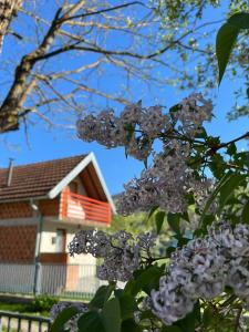 a bunch of lilacs in front of a house at River View Tiny House with Garden in Šipovo